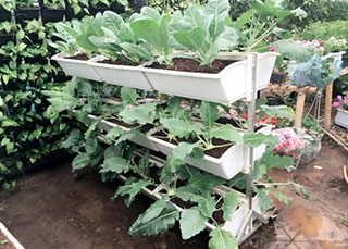 Giàn trồng rau và lợi ích của việc trồng rau tại nhà - 1