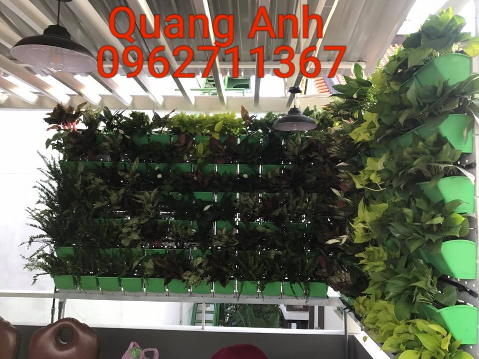 vườn tường cây xanh