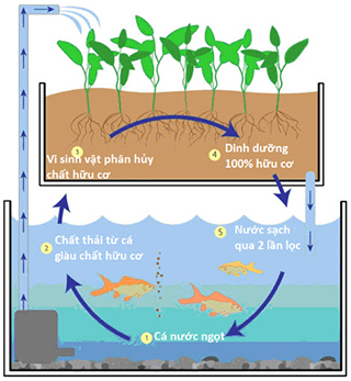 Tổng hợp 99 hình về mô hình trồng rau nuôi cá  NEC
