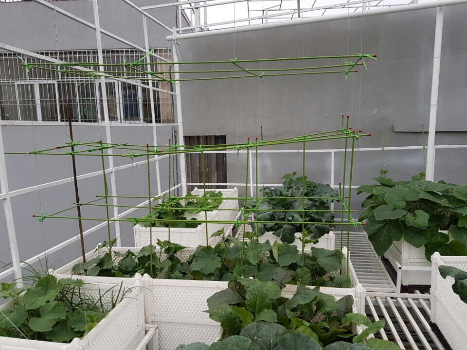 Vườn rau sạch trên sân thượng với chậu ghép thông minh Quang Anh HCM 8