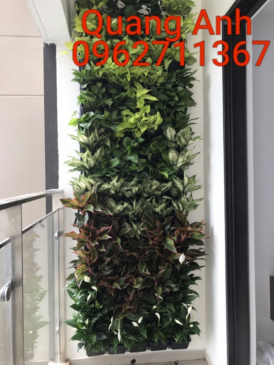 Quang Anh HCM chuyên thi công vườn tường đứng uy tín, chất lượng TPHCM