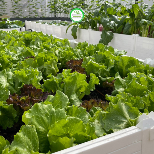 bao-duong-vuon-rau-sau-90-ngay-1