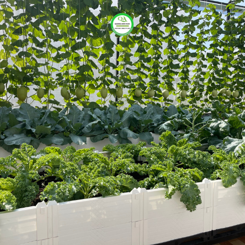 bao-duong-vuon-rau-sau-90-ngay-2