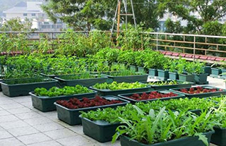 Các mô hình trồng rau tại nhà phổ biến nhất  Ăn Sạch Uống Sạch