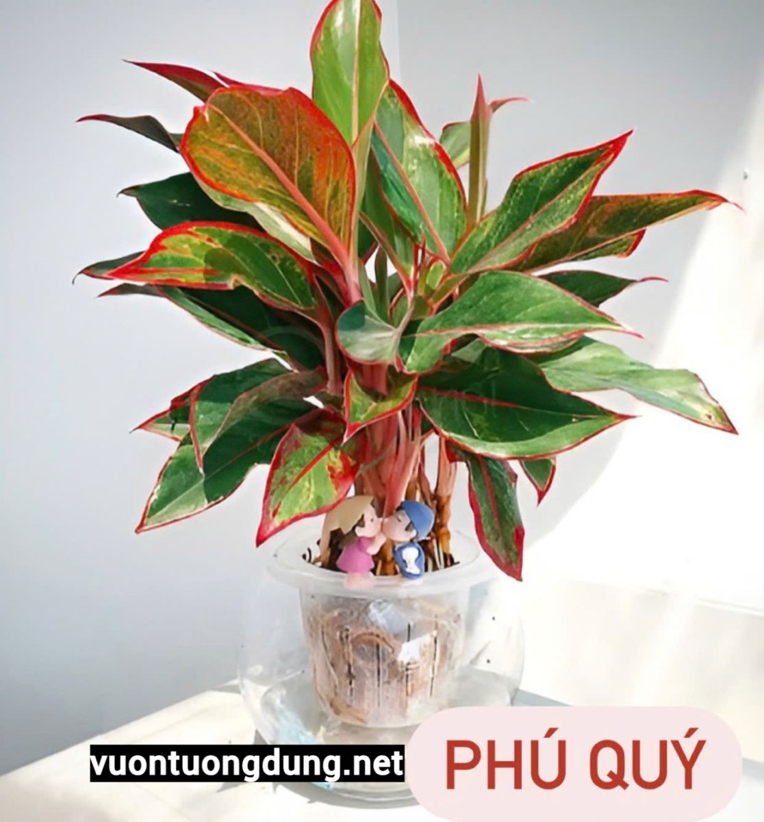 cây phú quý