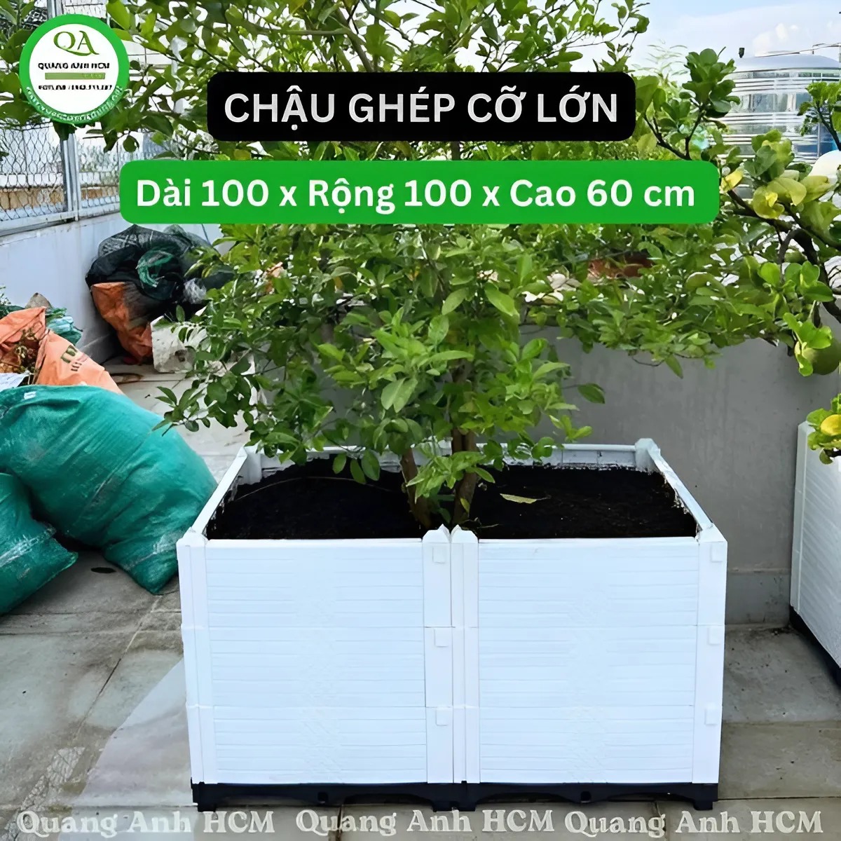 chau-ghep-trong-cay-co-lon-4