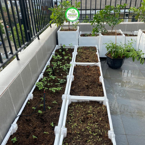 chau-ghep-mau-trang-trong-cay