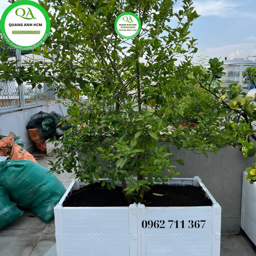 chau-ghep-trong-cay-an-qua-1