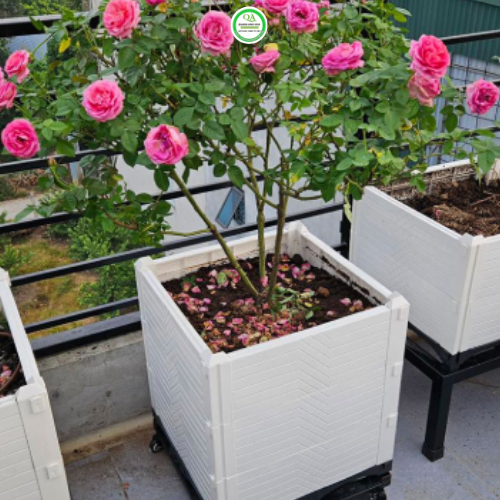 chau-ghep-trong-cay-kieng-cay-canh