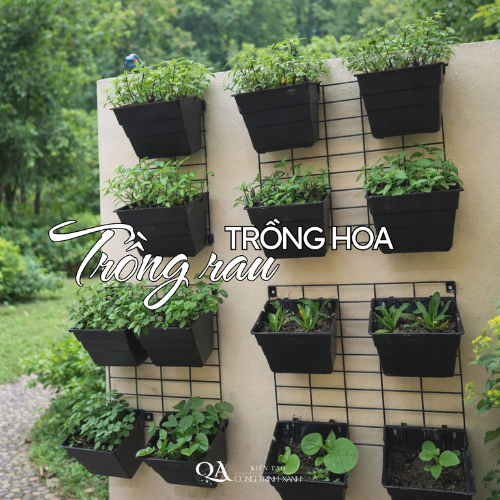 chau-moc-treo-hang-rao-2