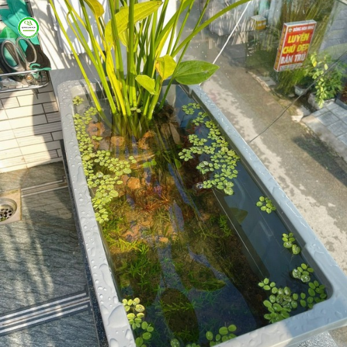 chau-nhua-nuoi-ca-canh.png