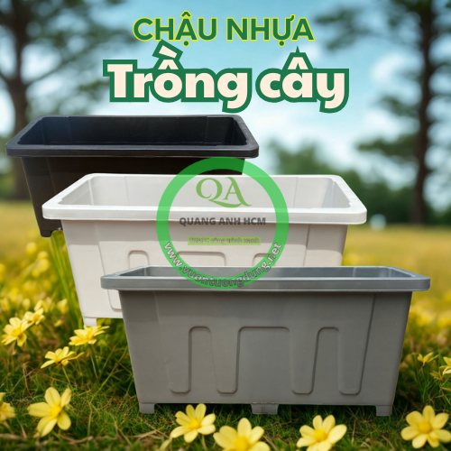 chau-nhua-trong-cay-2