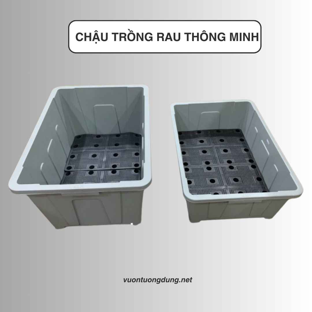 chậu nhựa trồng rau