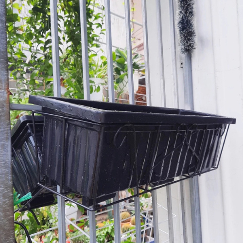 chau-treo-ban-cong-mau-den