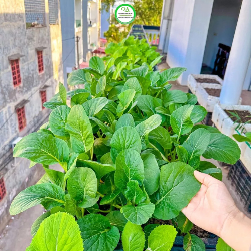 chau-trong-rau-dai-1m