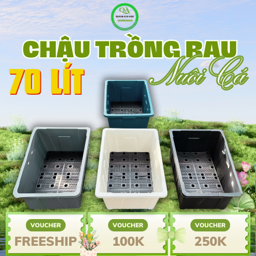 chau-trong-rau-sieu-to6