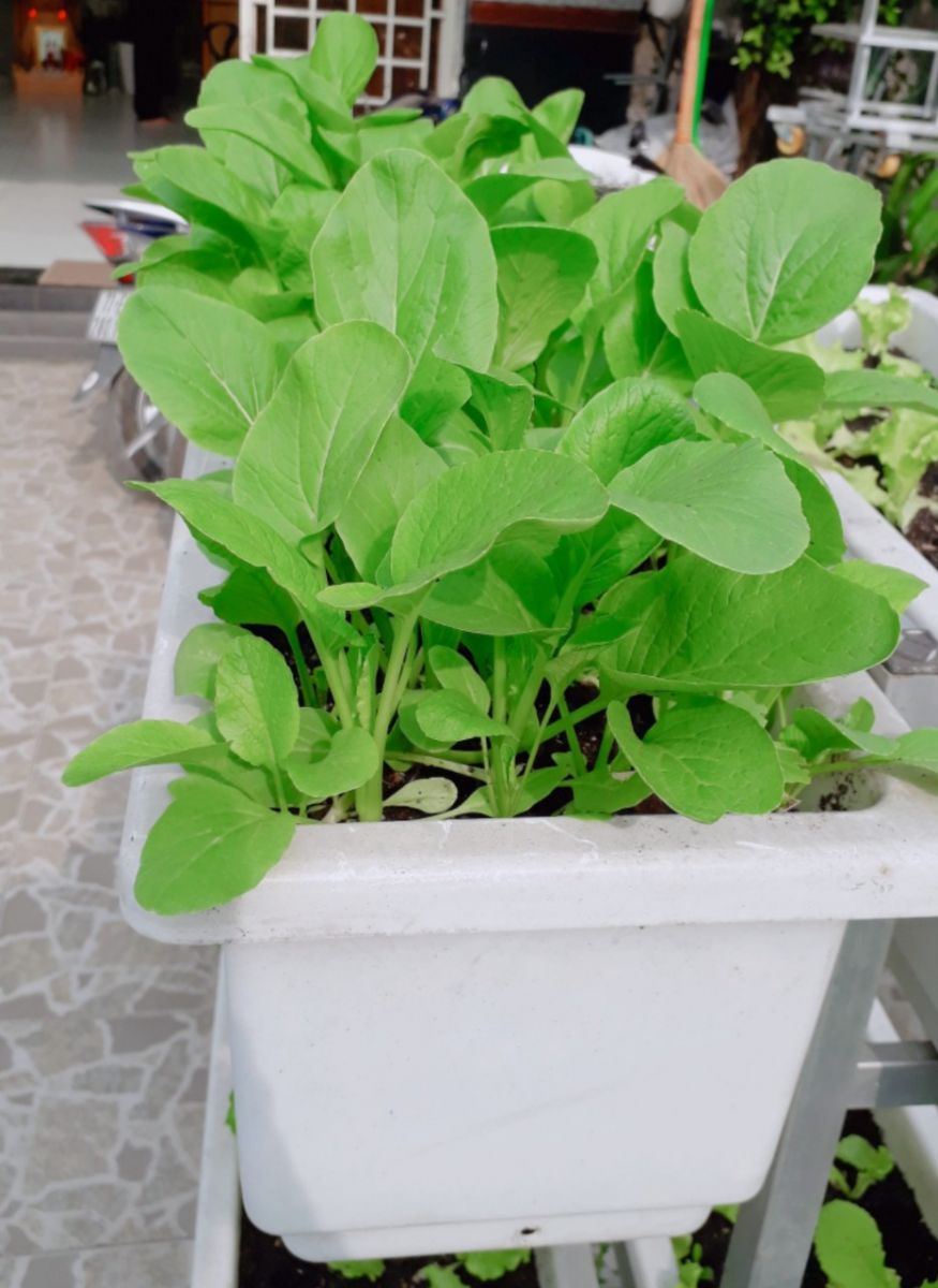 Chậu nhựa trồng rau Quang Anh HCM