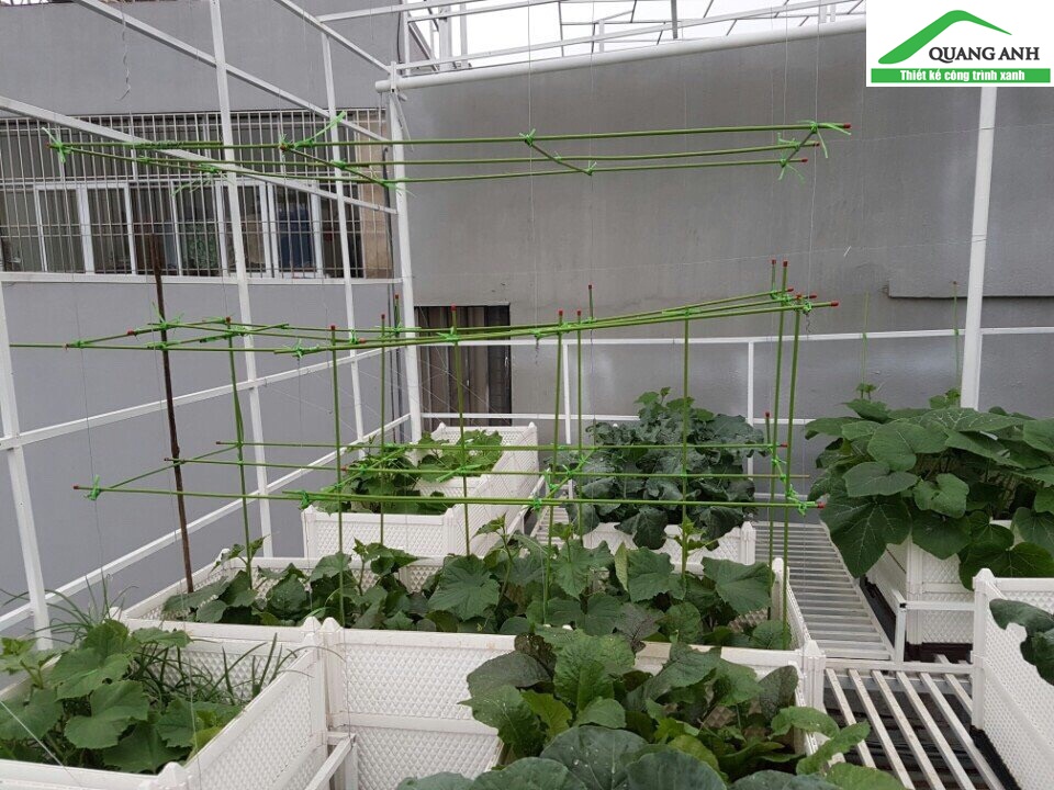 Quang Anh HCM chuyên thi công vườn rau sạch tại nhà