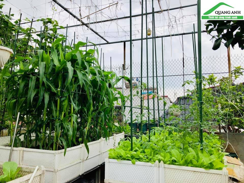 Quang Anh HCM chuyên thi công vườn rau sạch tại nhà - phân phối chậu ghép giá rẻ nhất trên thị trường