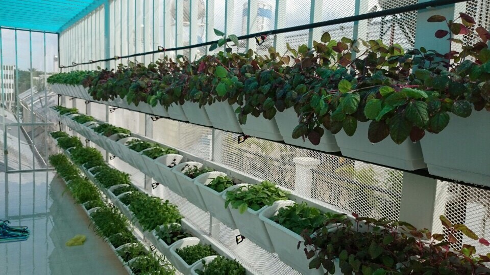 Quang Anh HCM thi công giàn trồng rau ốp tường giá rẻ, chuyên nghiệp