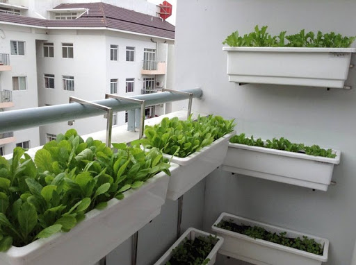 Kệ trồng rau ốp tường Quang Anh HCM giá rẻ, tiện ích cho không gian nhỏ hẹp