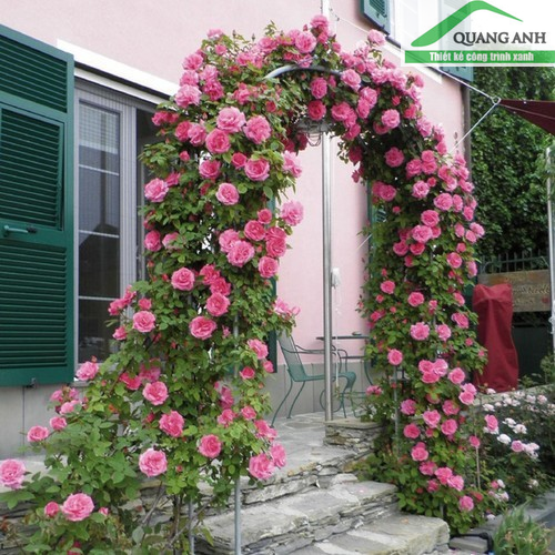  giàn leo hoa hồng cổng vòm hoa của Quang Anh HCM