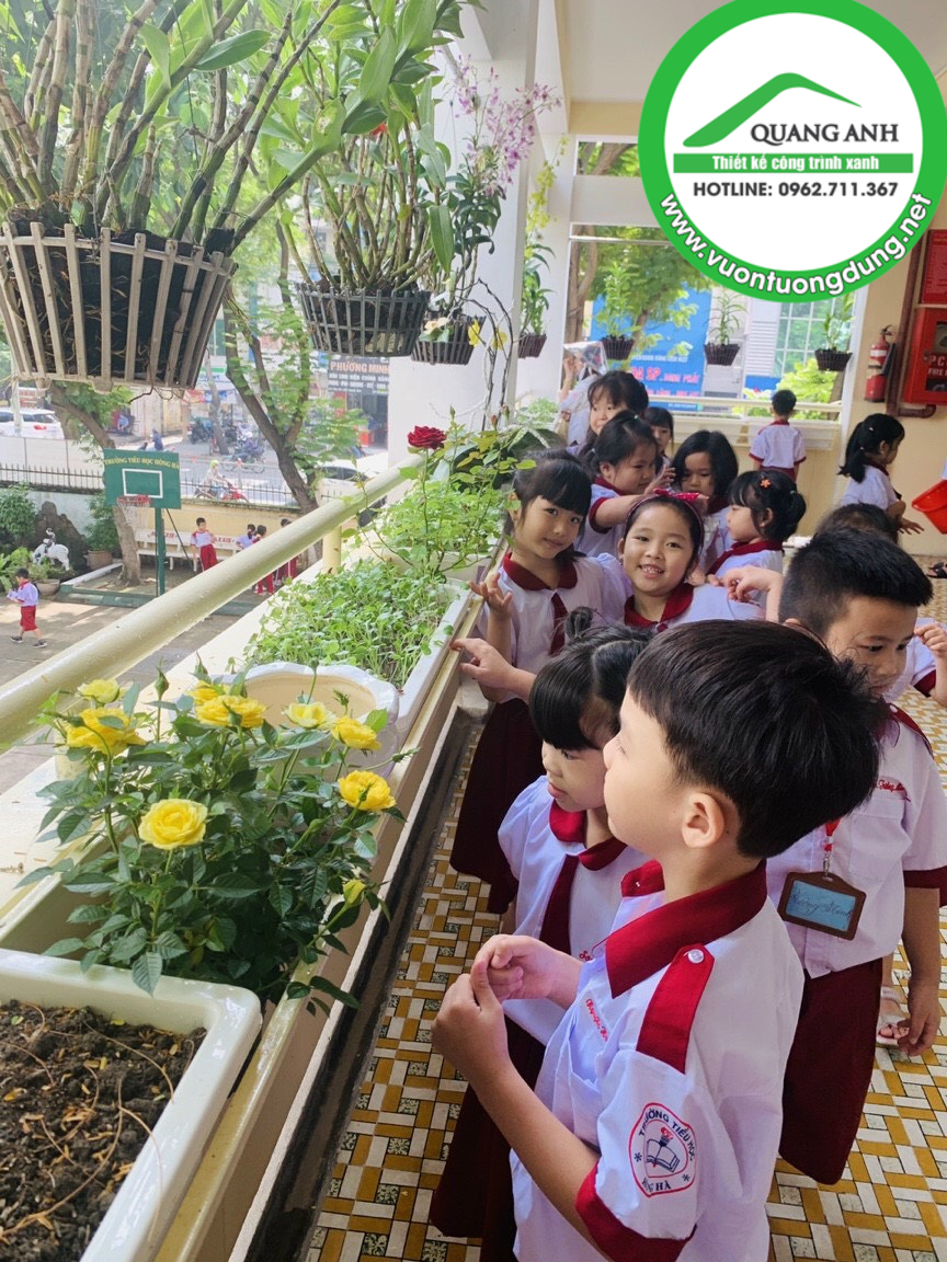 Quang Anh HCm chuyên thi công vườn rau sạch cho các trường học, công sở