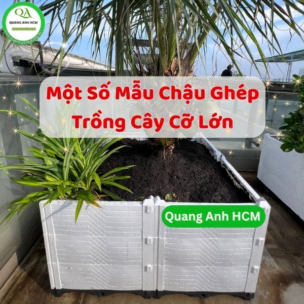 mot-so-mau-chau-ghep-trong-cay-co-lon