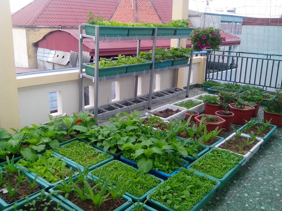 MC Đại Nghĩa chia sẻ bí quyết trồng rau thủy canh trên sân thượng đúng cách