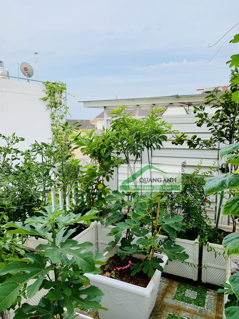 Quang Anh thi công vườn rau sạch tại nhà cho khách ở TP Biên Hòa, Đồng Nai