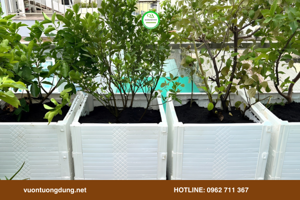 thi-cong-vuon-rau-chau-ghep-tphcm4