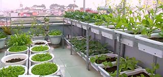 Quang Anh HCM chuyên thi công vườn rau sạch tại nhà uy tín, chất lượng