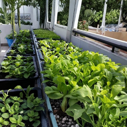 vươn-rau-xanh-quang-anh