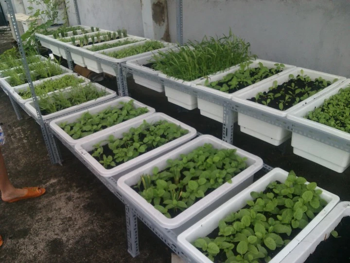 Chậu nhựa trồng rau giá rẻ tại TP HCM-Công ty Quang Anh(65,000vnđ)