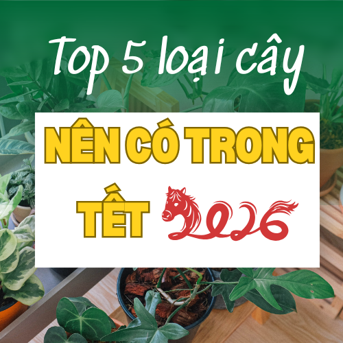 TOP 5 CÁC LOẠI CÂY MANG LẠI MAY MẮN CHO BẠN TRONG TẾT 2026