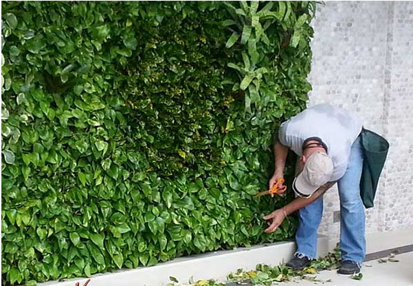 Cách chăm sóc vườn tường giúp cây luôn xanh tốt