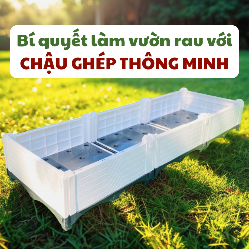 Bí quyết của chị Tâm biến 40 triệu thành vườn rau sân thượng hiện đại với chậu ghép HDPE Bí quyết của chị Tâm biến 40 triệu thành vườn rau sân thượng hiện đại với chậu ghép HDPE