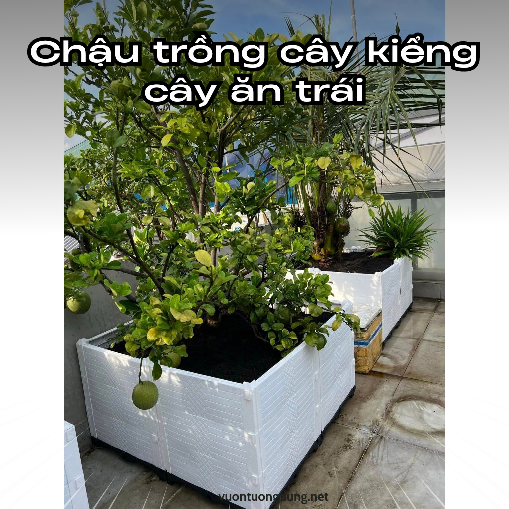 Chậu nhựa trồng cây kiểng, cây ăn trái độ bền cao.