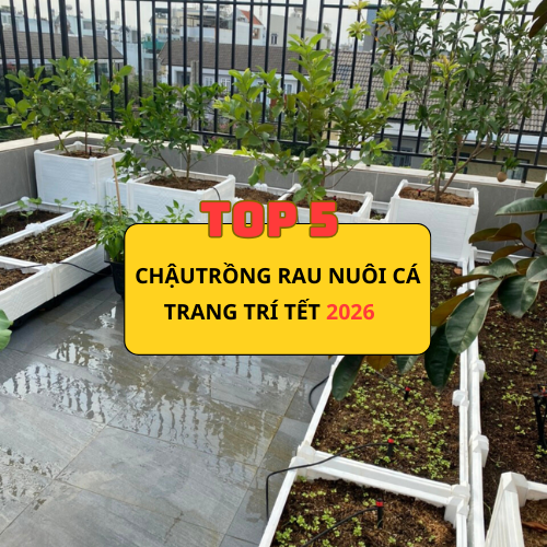 TOP 5 MẪU CHẬU TRỒNG CÂY ĐẸP, SANG, PHÙ HỢP TRANG TRÍ TẾT 2025