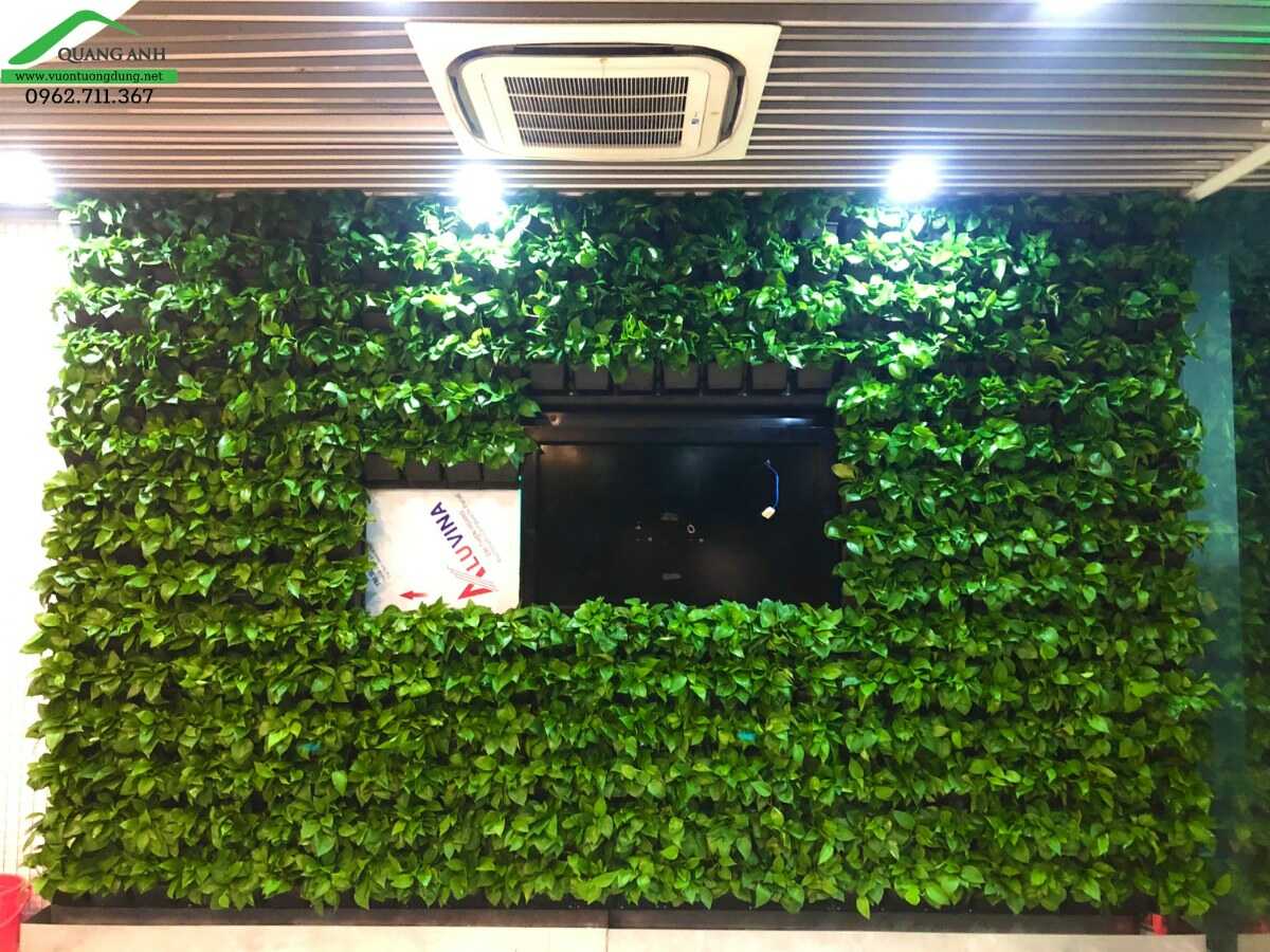 Tường cây xanh trầu bà,thi công tường cây xanh văn phòng tại Biên Hòa