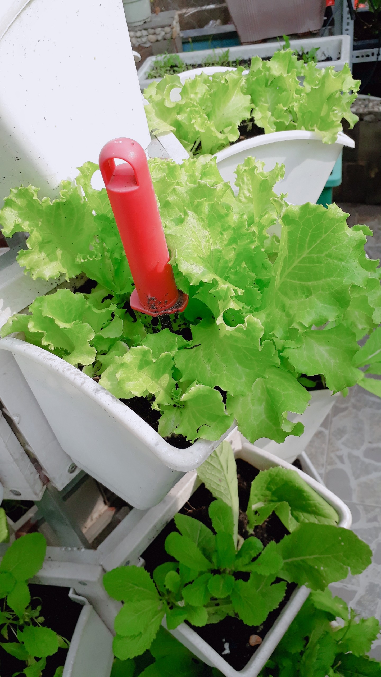 Hướng dẫn cách trồng rau sạch tại nhà để đạt được hiệu quả nhất