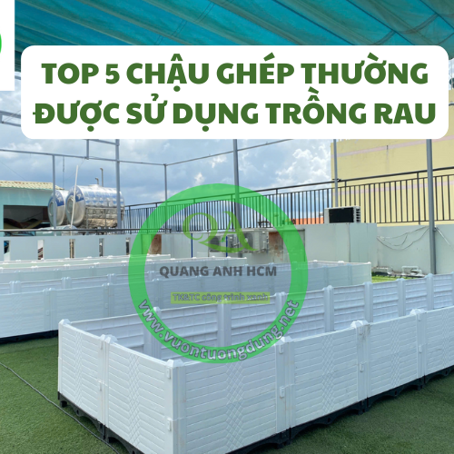 Top 5 kích thước chậu ghép thường được sử dụng trồng rau nhất