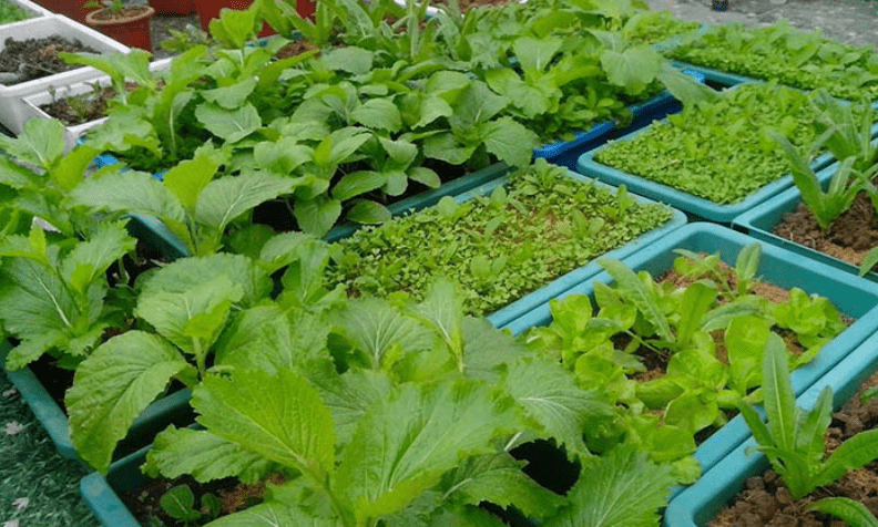 Chậu nhựa trồng rau thông minh tại nhà ở HCM