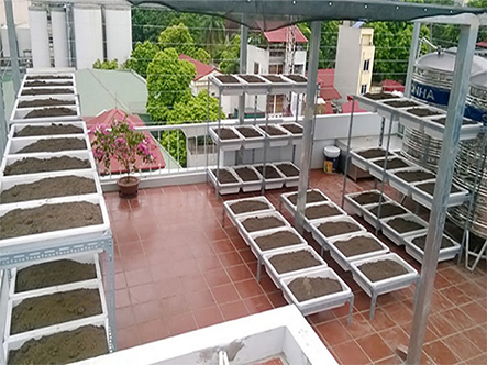 Quang Anh điểm đến lý tưởng cho bạn để thiết kế vườn rau sạch tại nhà