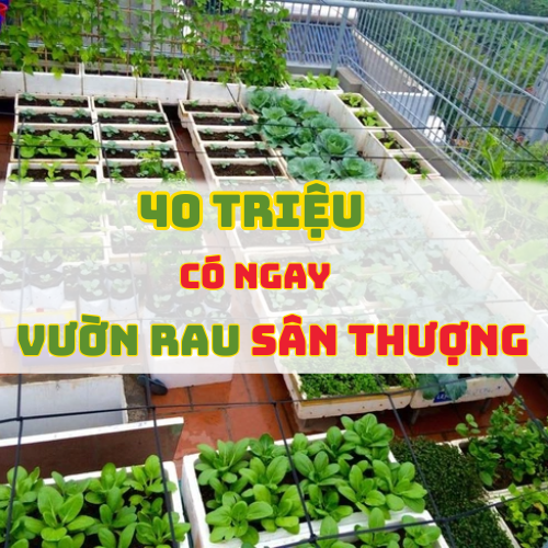 Bí quyết của chị Tâm biến 40 triệu thành vườn rau sân thượng hiện đại với chậu ghép HDPE Bí quyết của chị Tâm biến 40 triệu thành vườn rau sân thượng hiện đại với chậu ghép HDPE